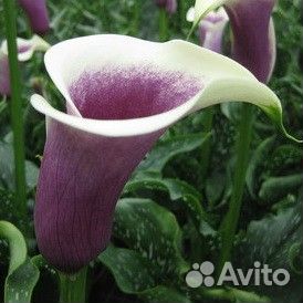 Каллы луковицы сорта Манго, Пикассо, Белая, и др