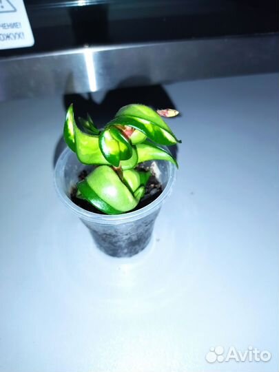 Хойя manua loa,хойя белла