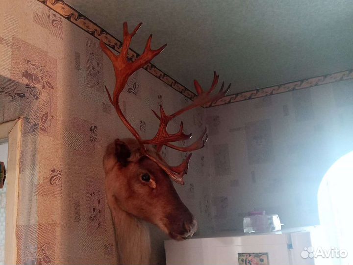 Голова северного оленя
