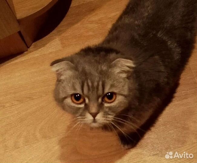 Соня в хорошие руки