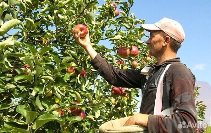 Сборщик яблок на вахту