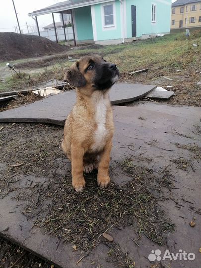 Щенок бесплатно