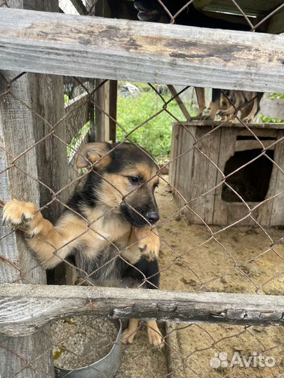 Продам семью собак