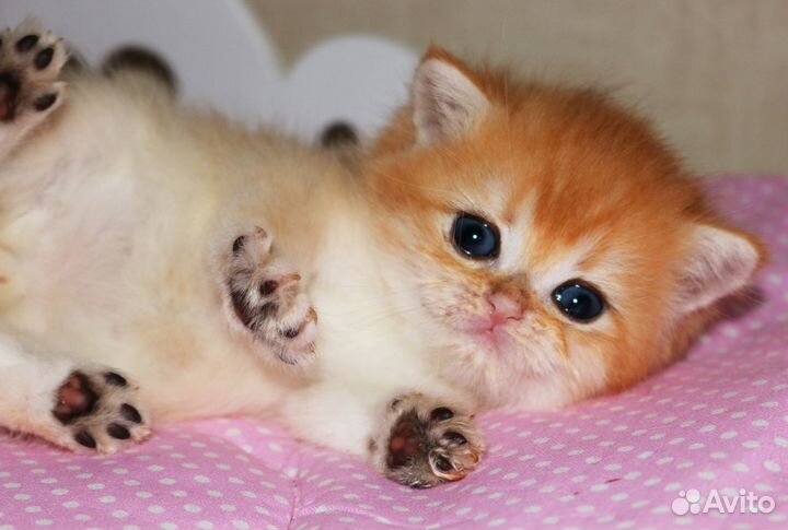 Котята золотые и серебристые шиншиллы