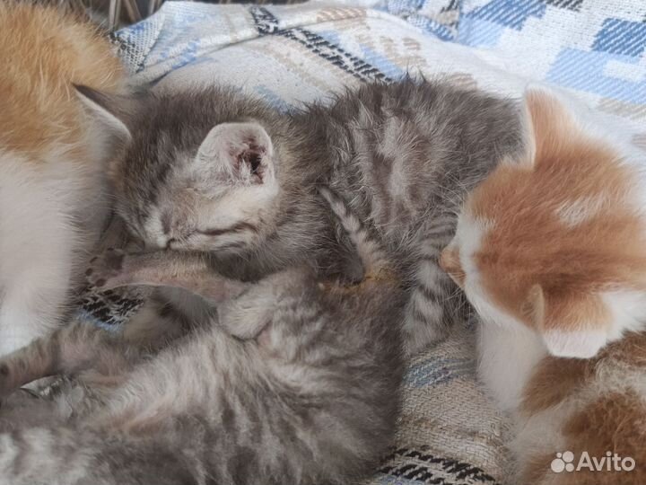 Отдам В самые добрые и надежные ручки