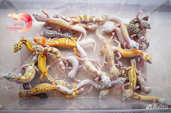 Малыши эублефаров разных морф