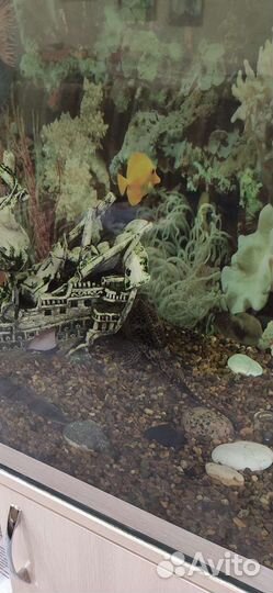 Аквариум с тумбой 240л