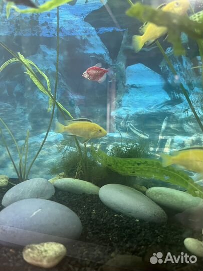 Аквариумные рыбки елоу