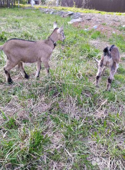 Альпийские козлята