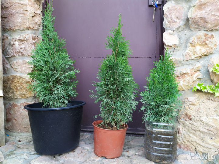 Туи декоративные и много разной красоты