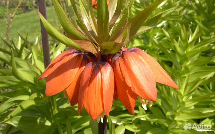 Луковицы рябчика