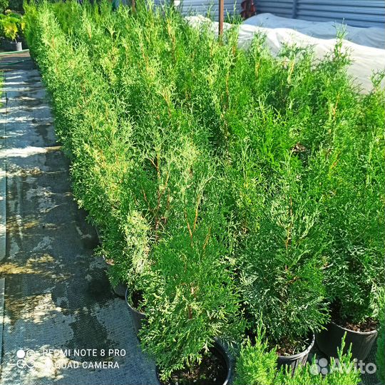 Саженцы хвойных и декоративных растений