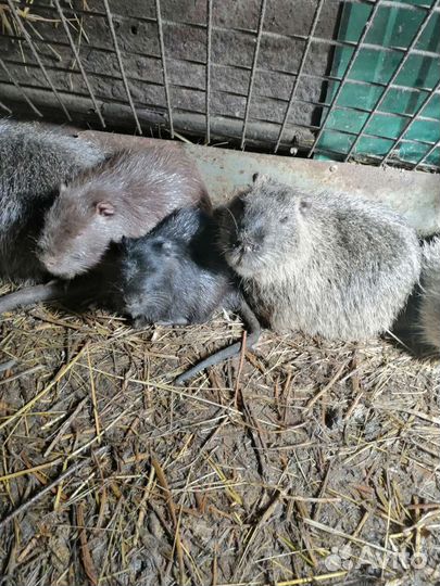 Нутрии на племя