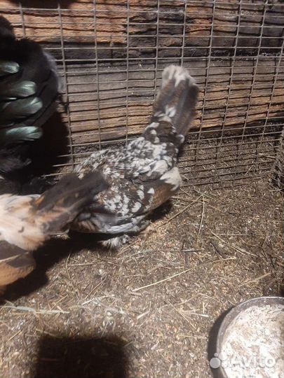 Карликовые куры монгольские бетманки