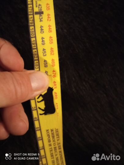 Продам бычка