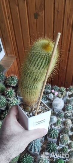 Кактус Eriocactus Leninghausii