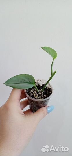 Сциндапсусы разные