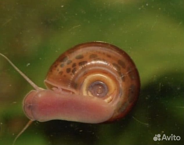 Улитки аквариумные катушки. Отдам