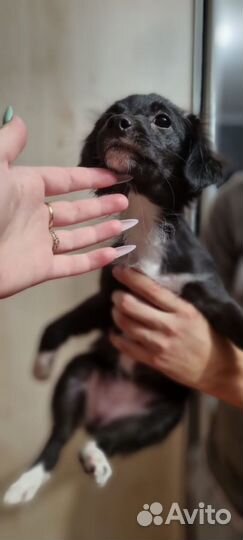 Собака в добрые руки щенок отдам бесплатно