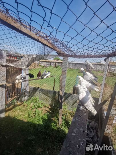 Продам всю партию. Узбеки бакинцы такла