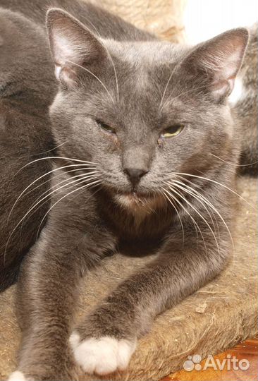 Голубой кот британский кот (метис) Януш