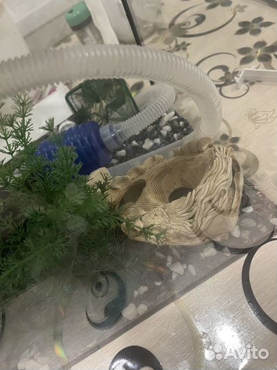 Аквариум со всем необходимым и даже больше