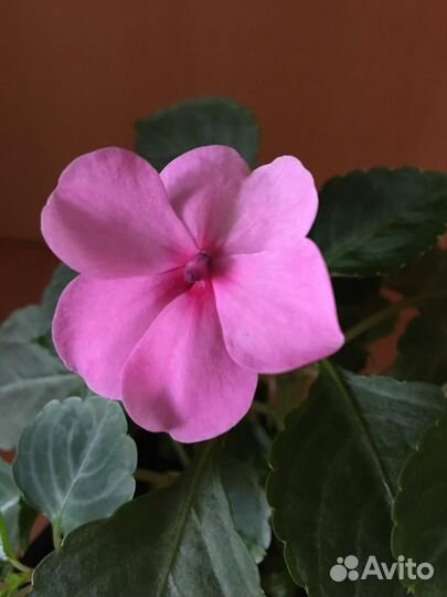 Ванька мокрый