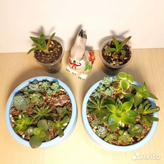 Садик из суккулентов, Флорариум