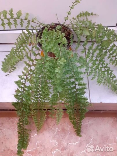 Папоротники редкие сорта