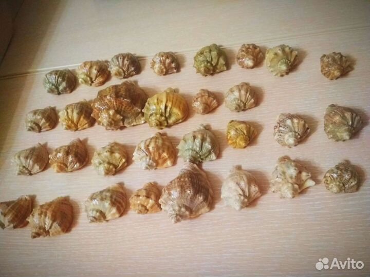 Морские ракушки