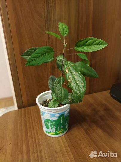 Саженцы яблони