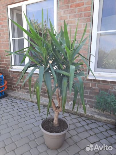 Комнатные цветы юкка