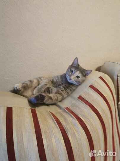Кошку в добрые руки
