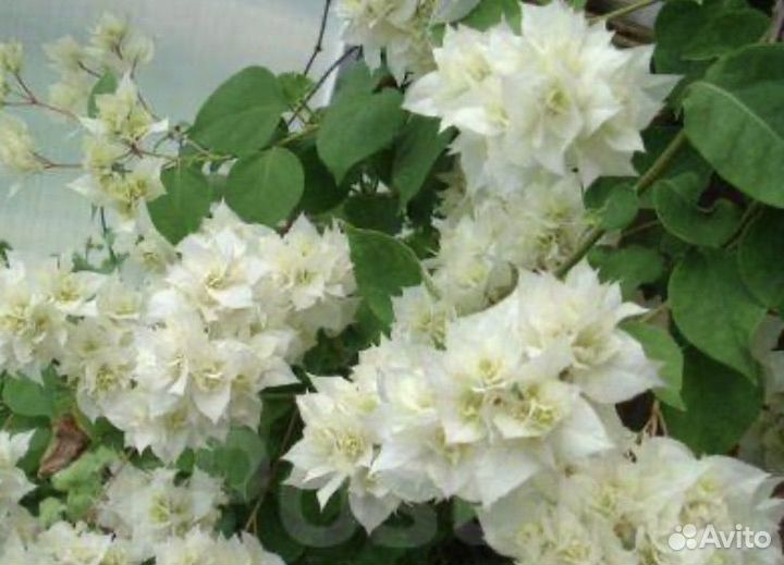 Цикламен. Бугенвиллия