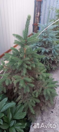 Ель обыкновенная саженцы