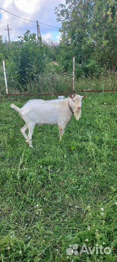 Козел на вязку