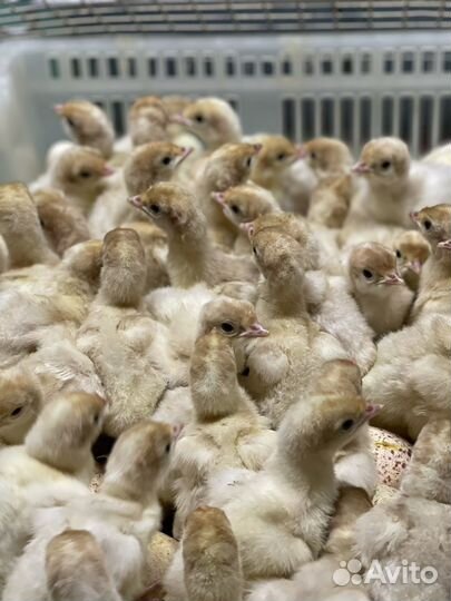 Индюшата на май, Биг 6(BUT 6)