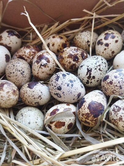 Яйца перепелиные инкубационные