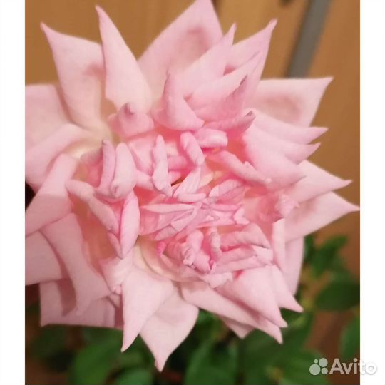 Роза комнатная