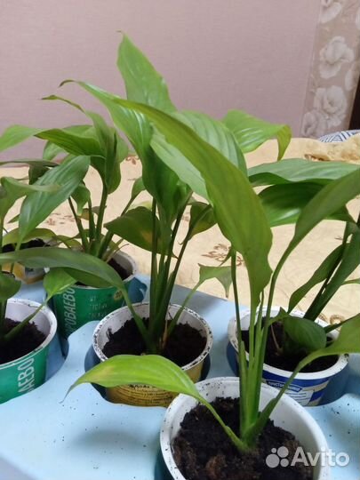 Спатифиллум