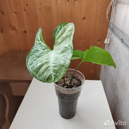 Сингониум батерфляй