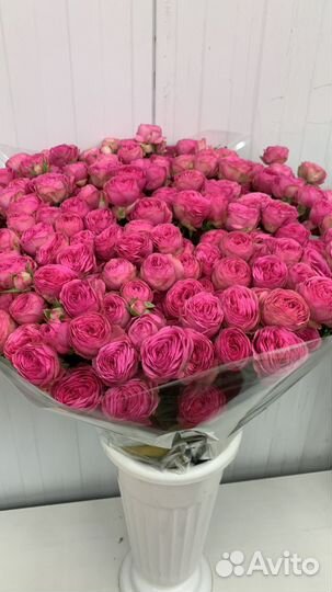 Роза опт и розница