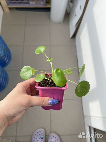 Пилея пеперомиевидная