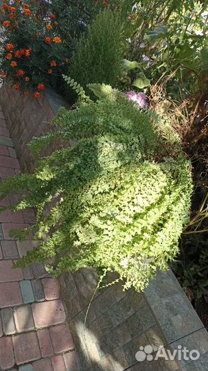 Папоротник кудрявый Нефролепис Кудрявый отросток