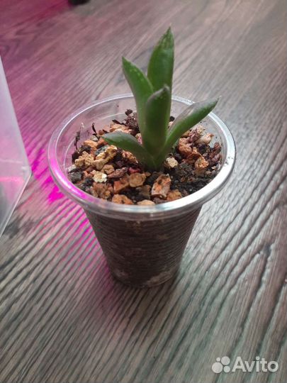 Хавортия ладьевидная