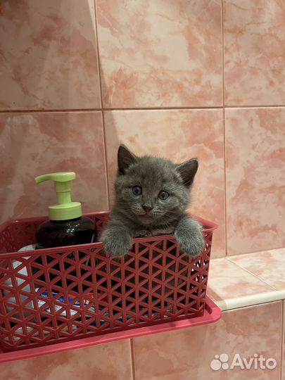 Котята басплатно