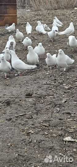 Бакинские бойные голуби