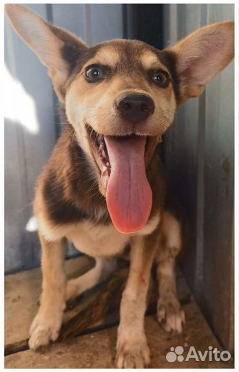 Собака в добрые руки