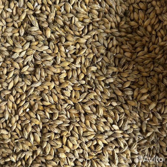 Зерно: пшеница, овёс, ячмень, кукуруза