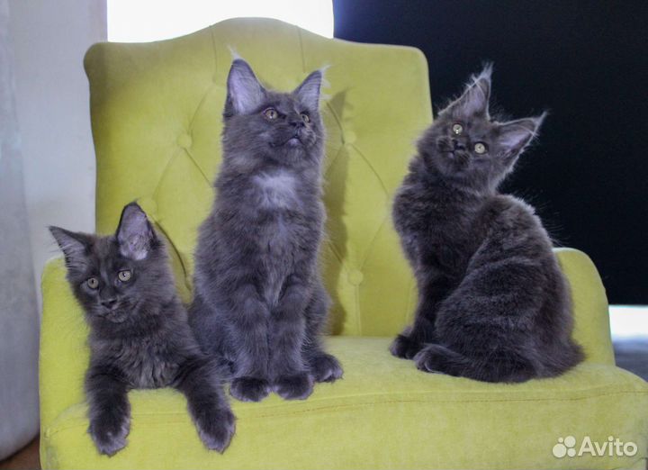 Котята мейн-кун